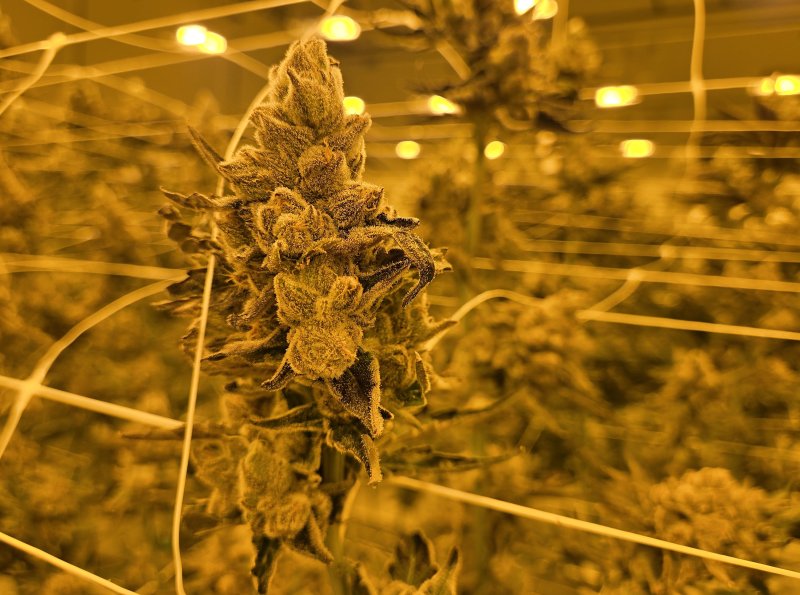 Growing marijuana is labor intensive. The wire netting that keeps the plants growing up is redone with every crop. CHRIS FLOOD PHOTO